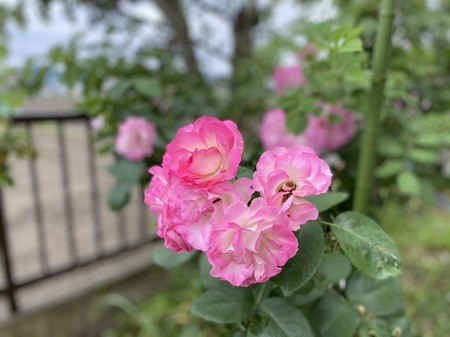 0431078E-719C-48ED-8FA4-12DD49EC35DF.jpeg