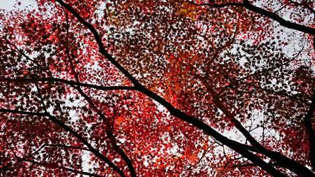 DE1A0498-999B-4747-B4E6-0691F78D1C51.jpeg