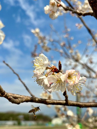 IMG_5379.jpeg