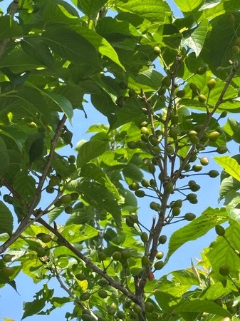 IMG_7099.jpeg